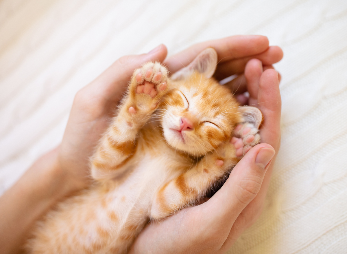 Infant Kitten