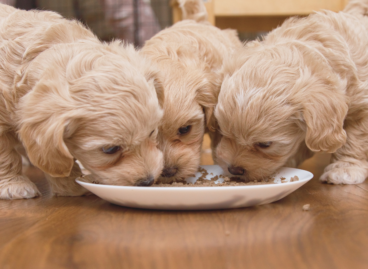 When and how should I wean a puppy from milk to solid food?