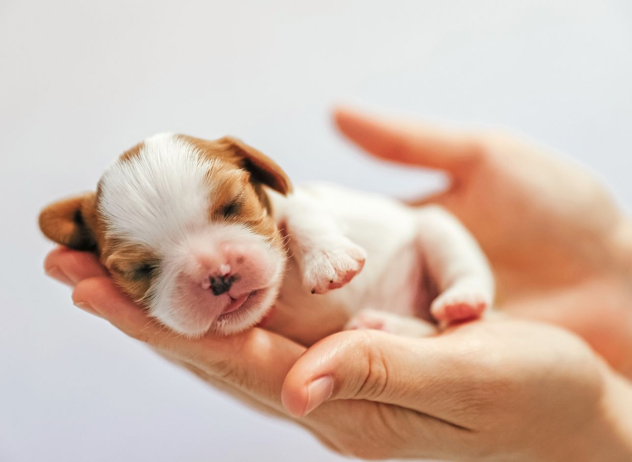 What can I feed a newborn puppy if the mother isn’t producing milk?