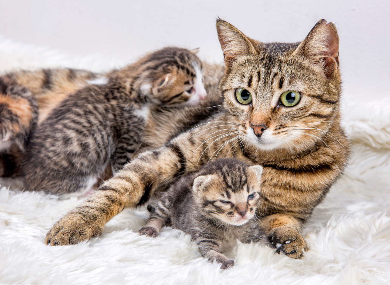 How do I support a pregnant or nursing cat with the right nutrition?