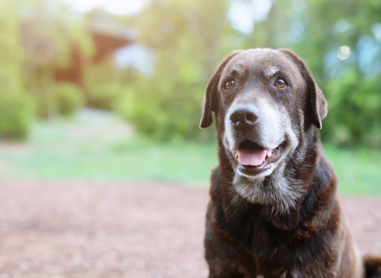 Helping Your Pet Heal: The Role of Nutrition in Recovery