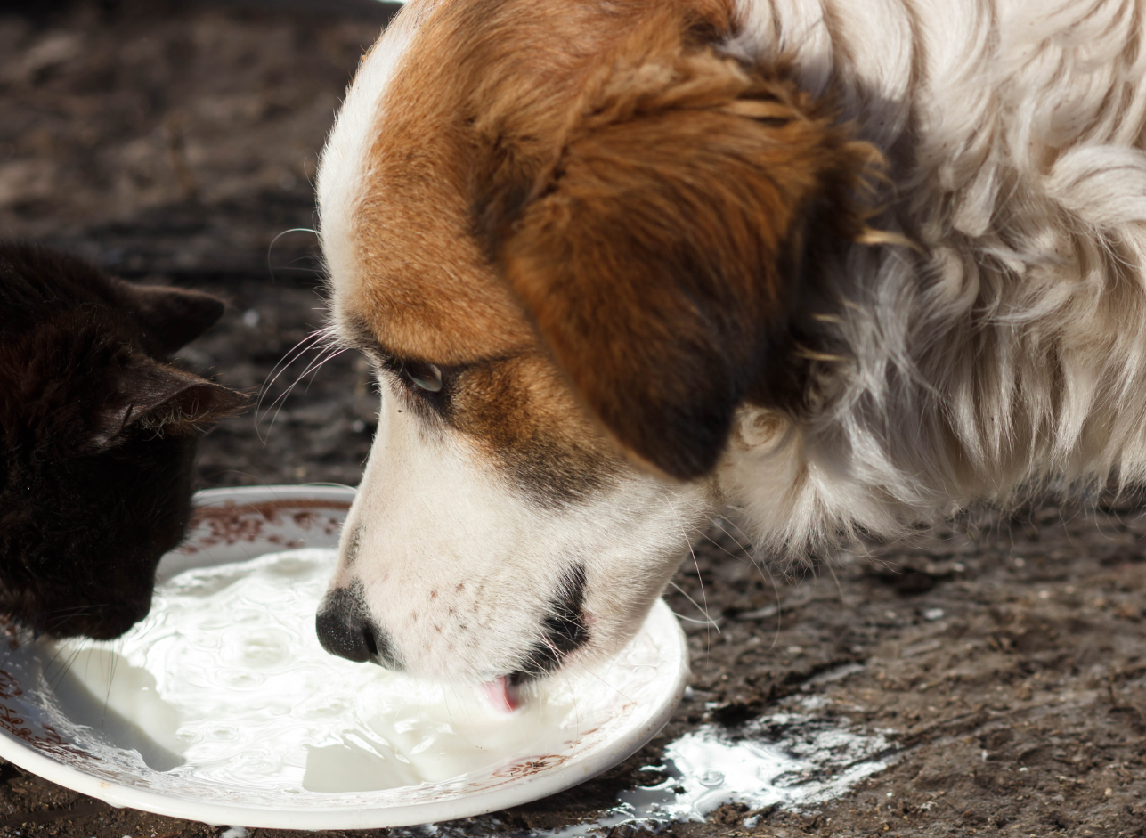 What should I feed a senior dog or cat to support healthy ageing?