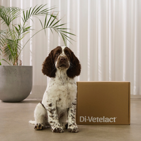 Dog sitting next to a Di-Vetelact box in a room with plants and curtains.