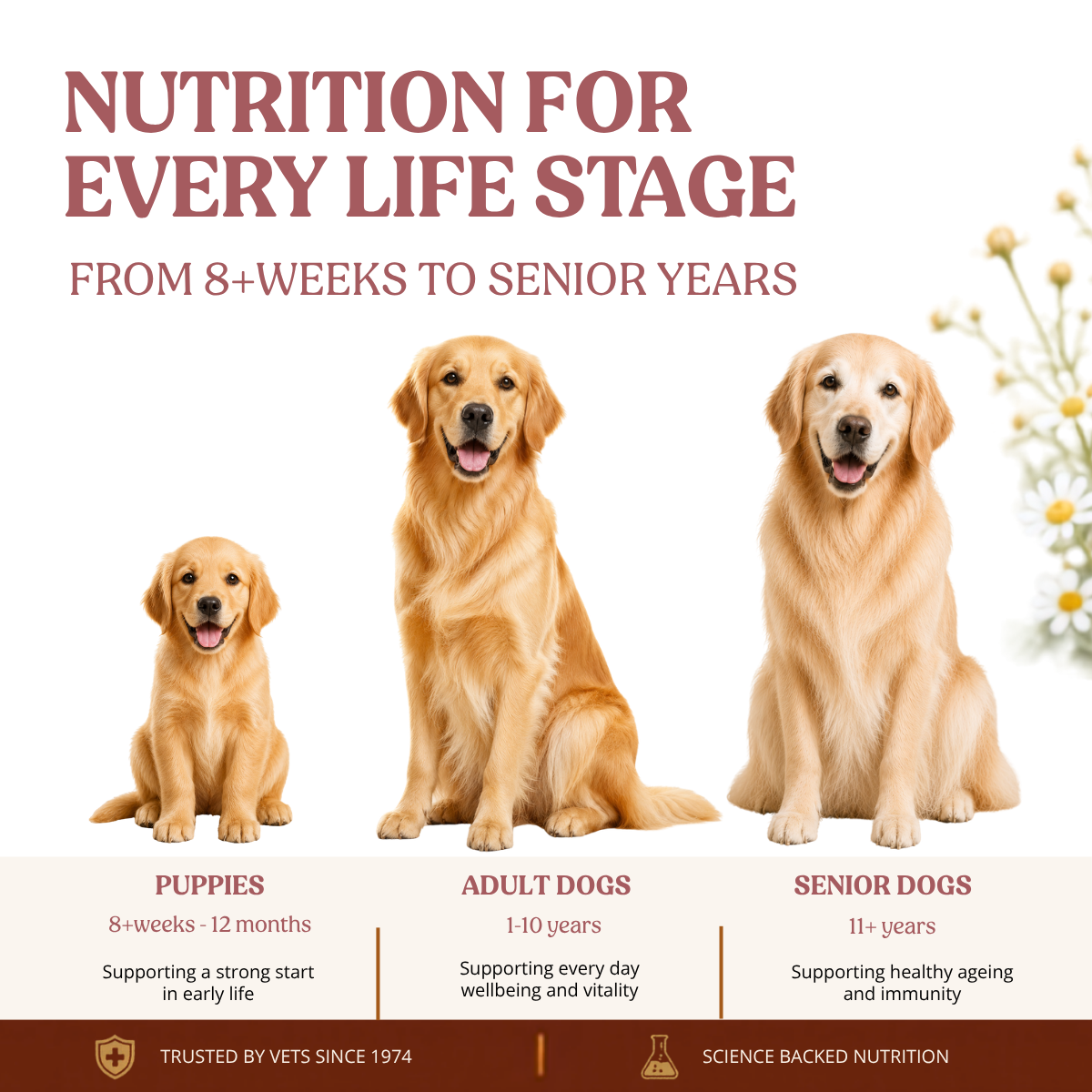 Nutritional Milk For Dogs