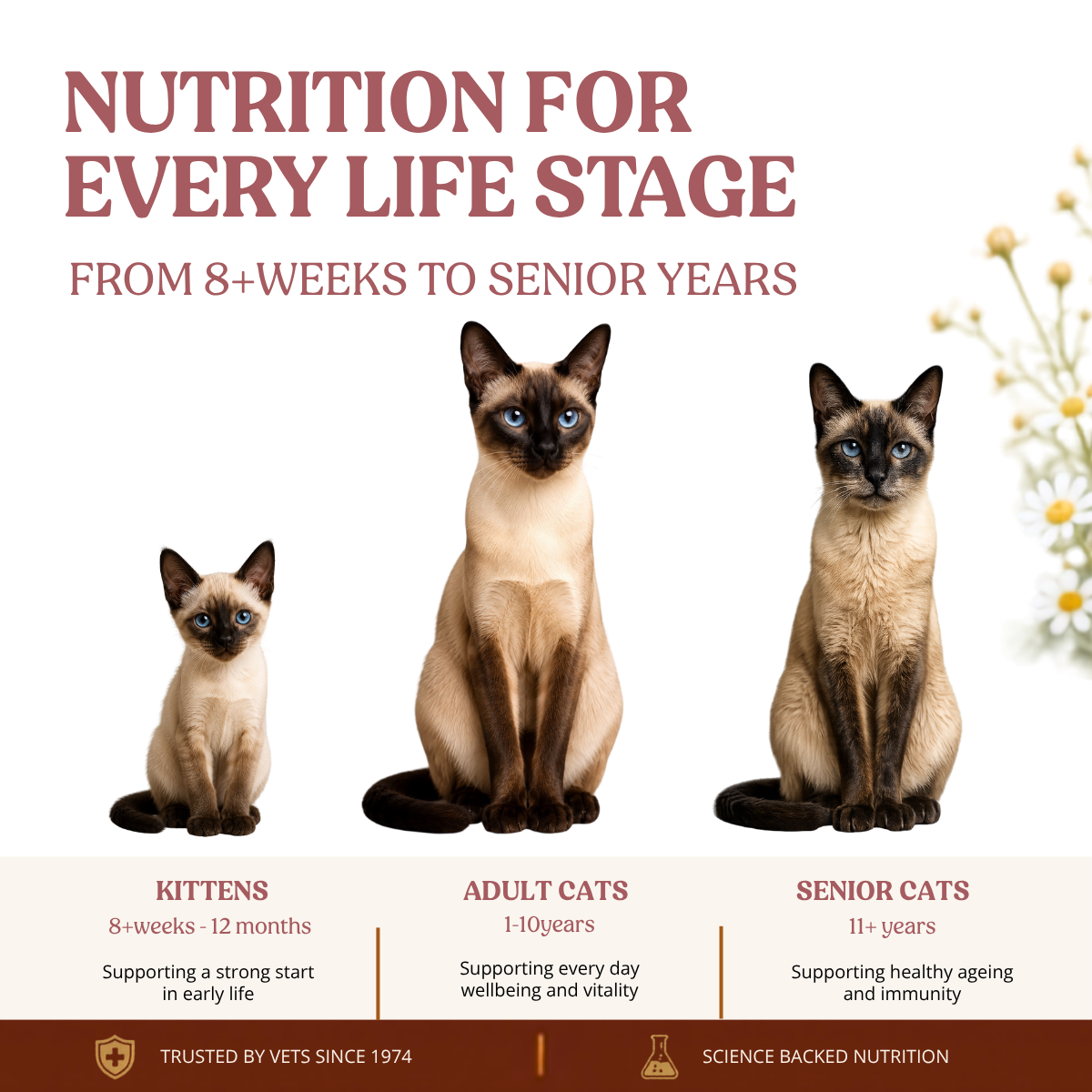 Nutritional Milk For Cats