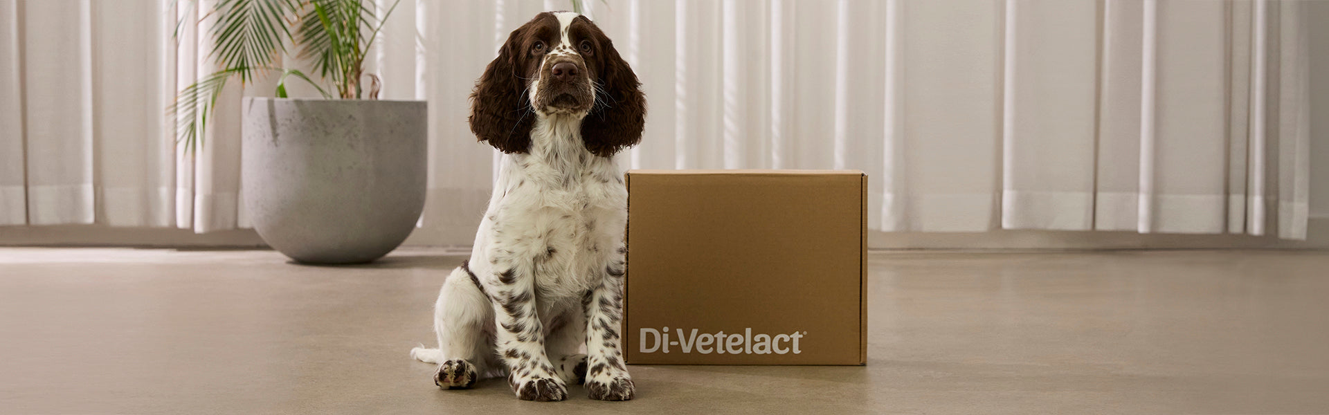 Dog standing next to a Di-Vetelact box in a room with curtains and a plant.