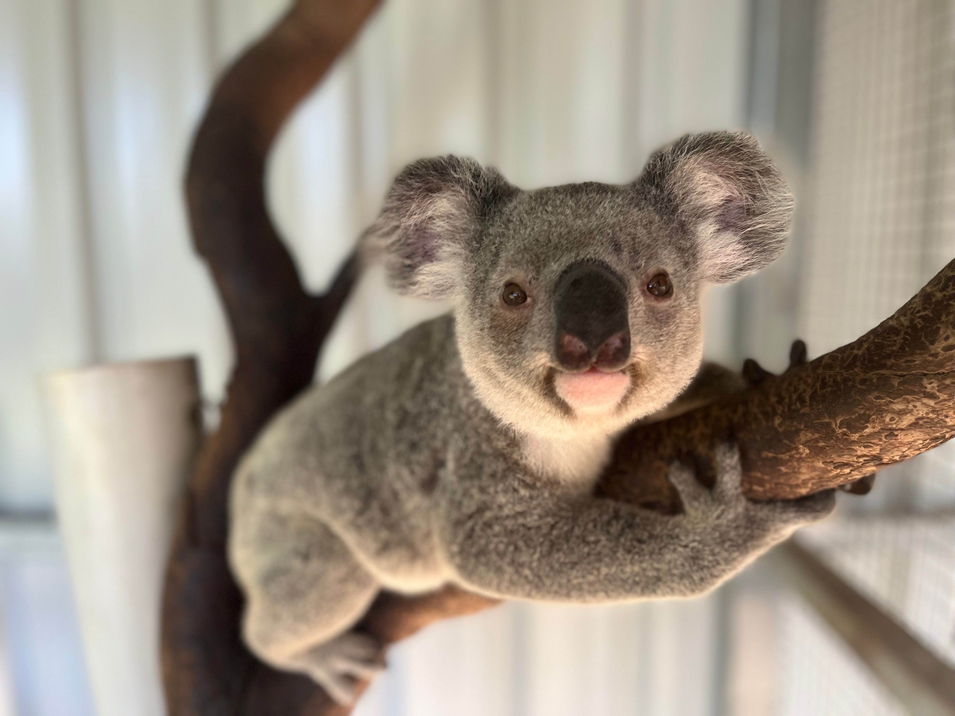 Koala bear on a branch with a blurred background