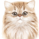 Illustrated cat profile