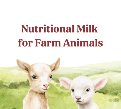 Goat and Lamb beneath Nutritional Milk