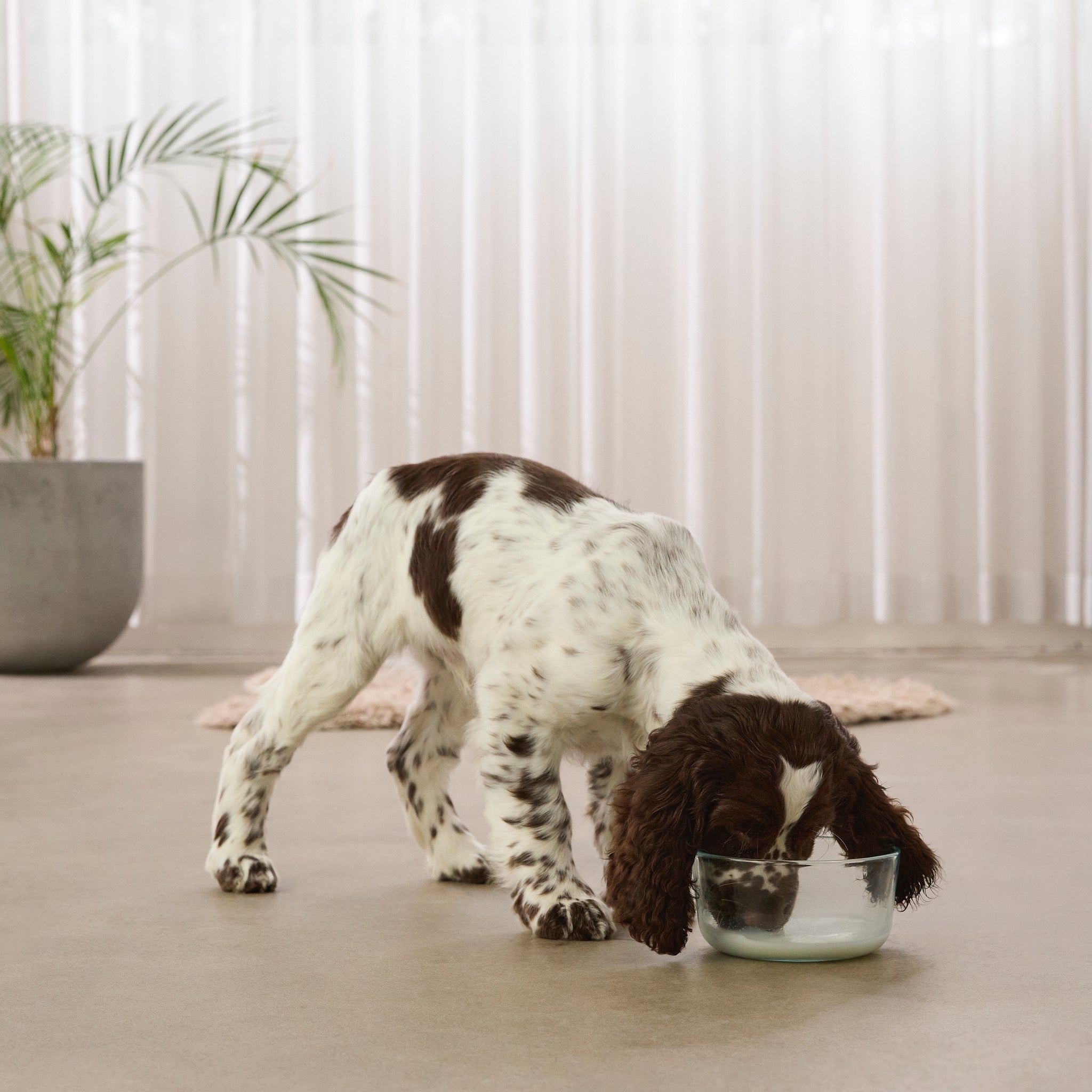 Puppy Drinking Di-Vetelact from a glass bowl on living room floor