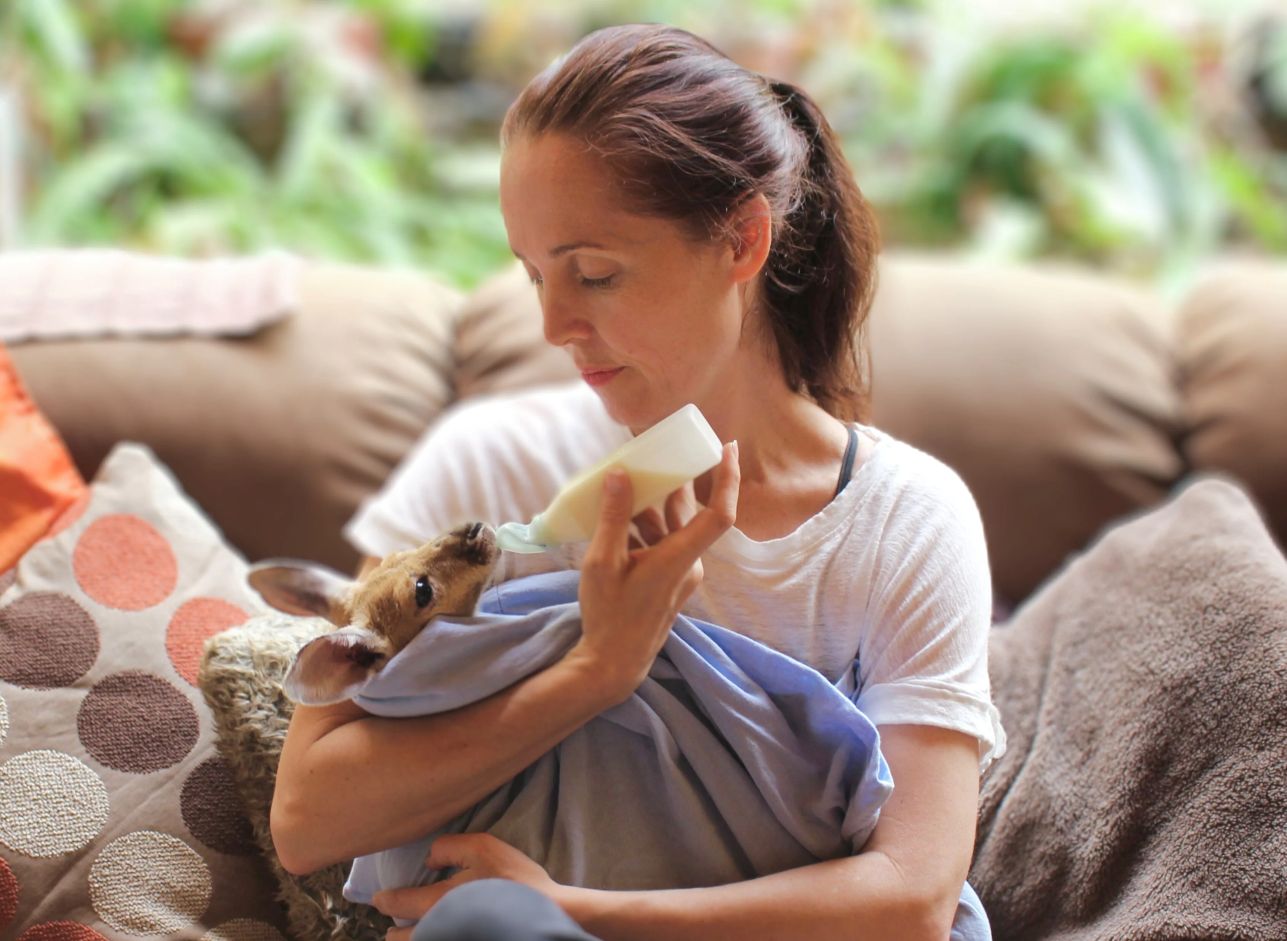 How does Di‑Vetelact support pet health, immunity and recovery?
