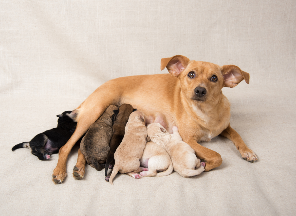 Nutrition for Pregnant and Lactating Dogs: Maternal and Puppy Health