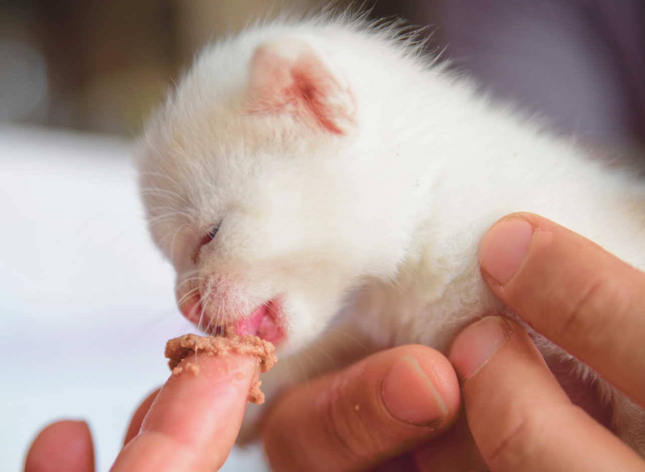 Kitten Weaning Guide: Transition your Kitten from Milk to Solid Food