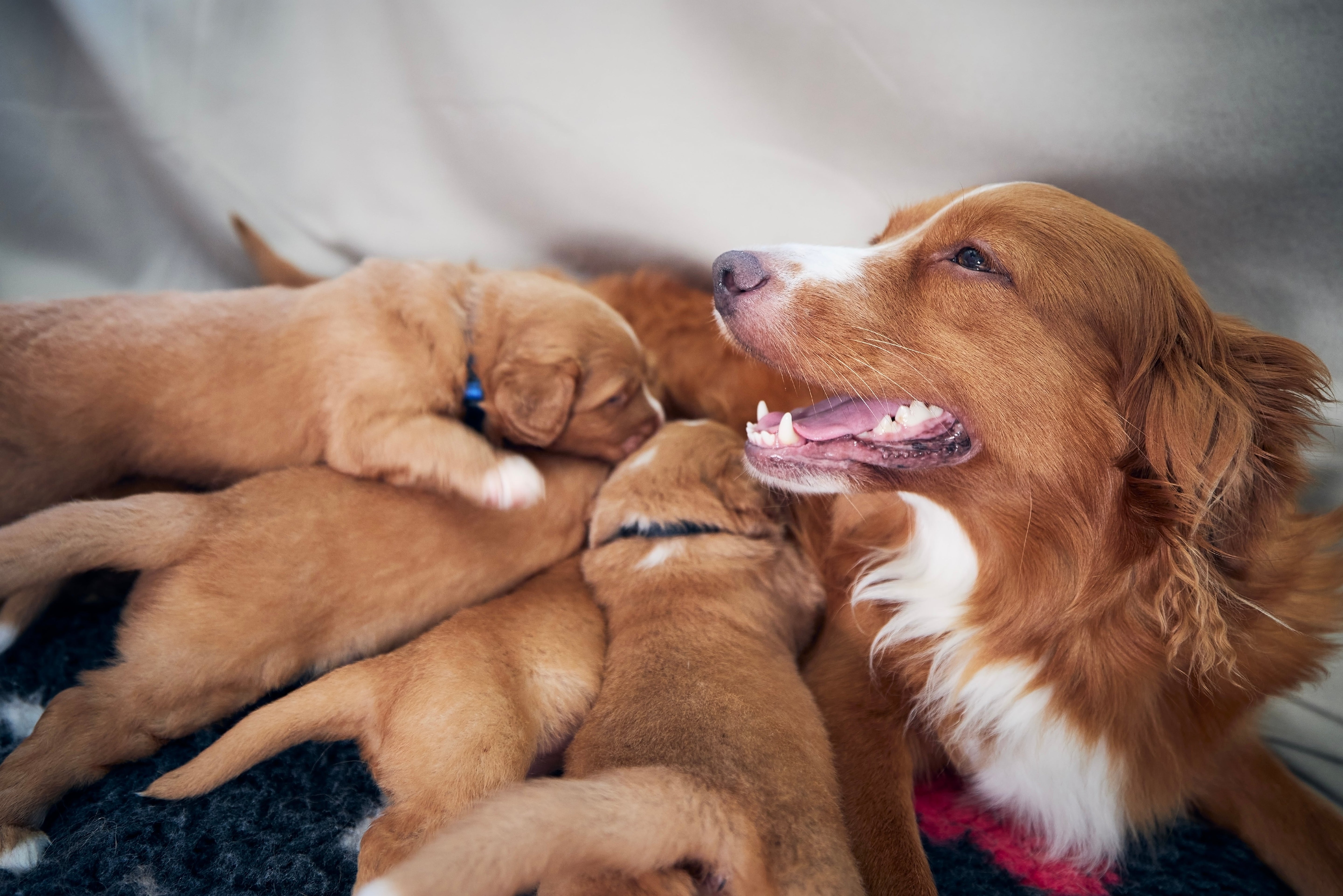 What is eclampsia in dogs and how can nutrition help prevent it?