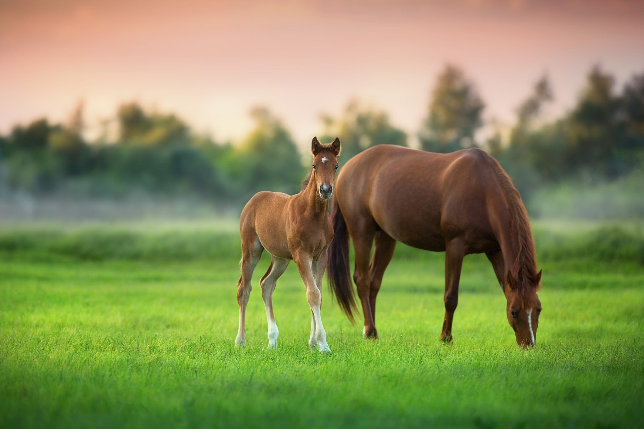 Horse and horse foa in a field