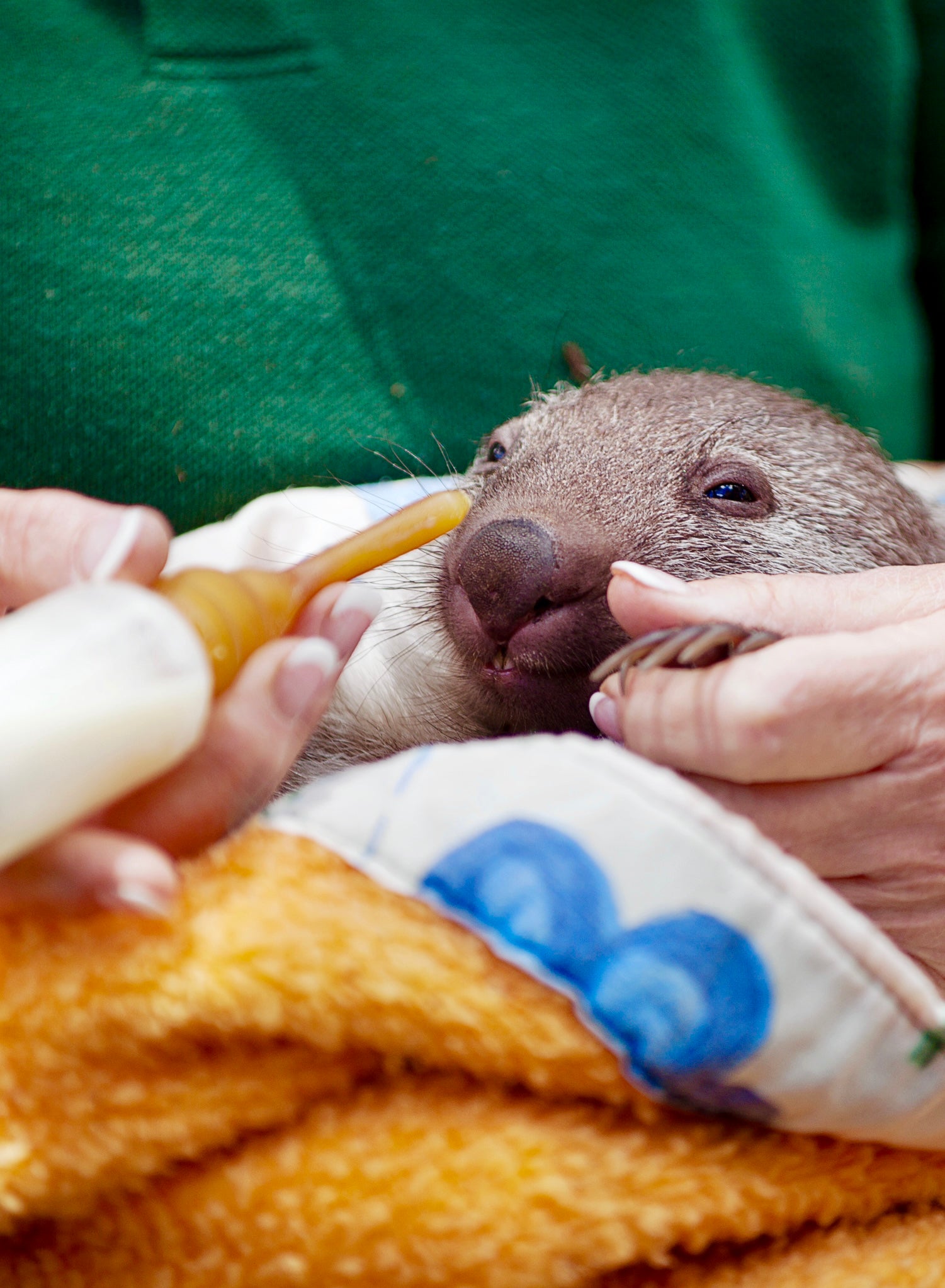Wombat being fed Di-Vetelact Original Milk Supplement