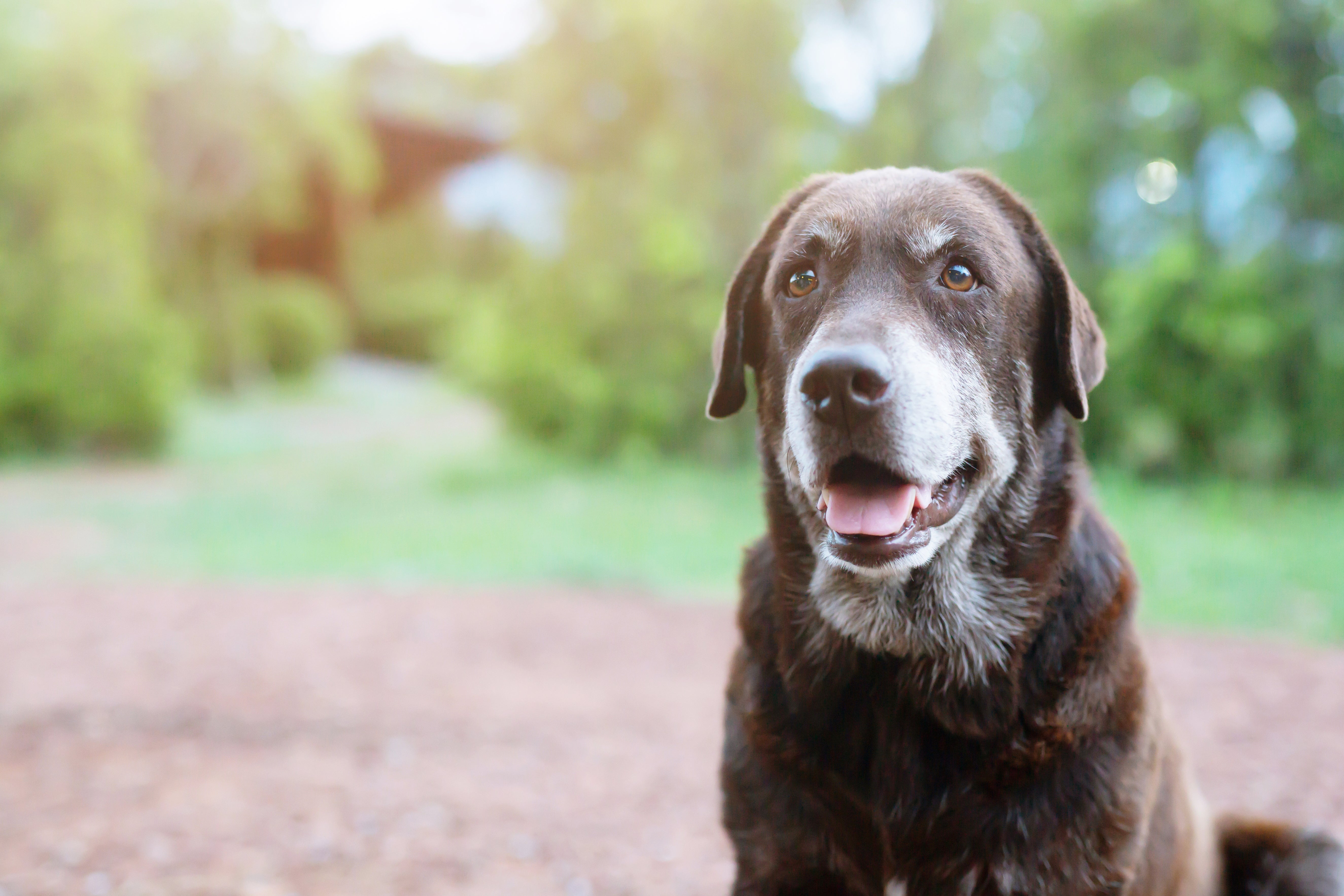 Happy dog in a park