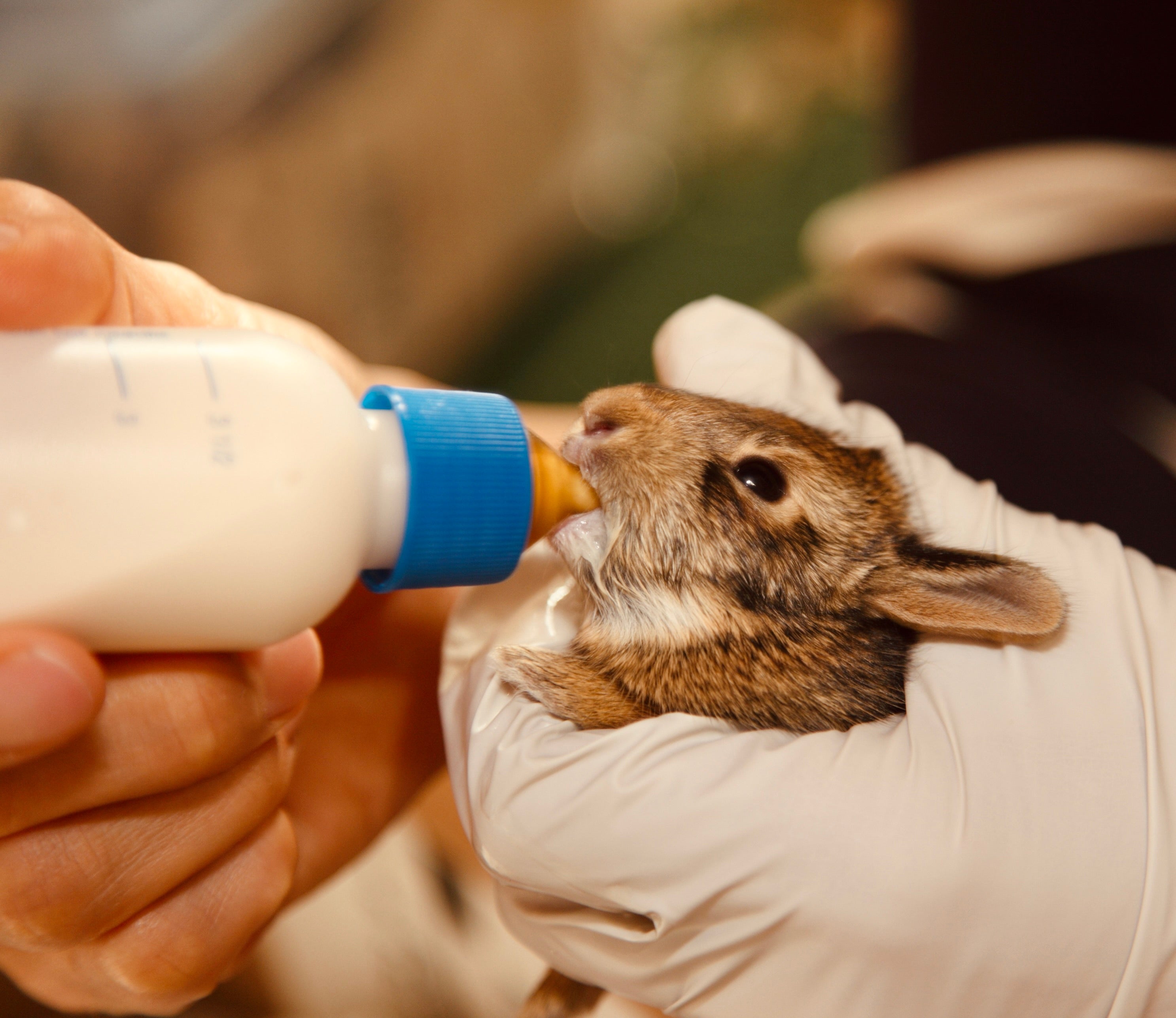 Baby Rabbit being fed Di-Vetelact Original Milk Supplement