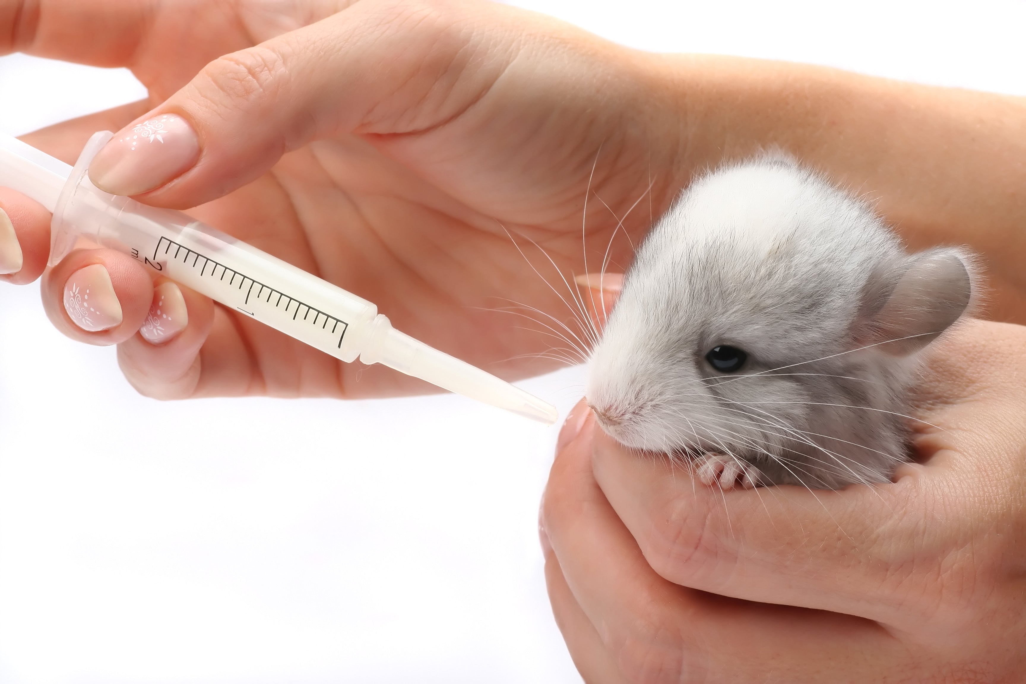 Baby mouse being fed Di-Vetelact Original Milk Supplement