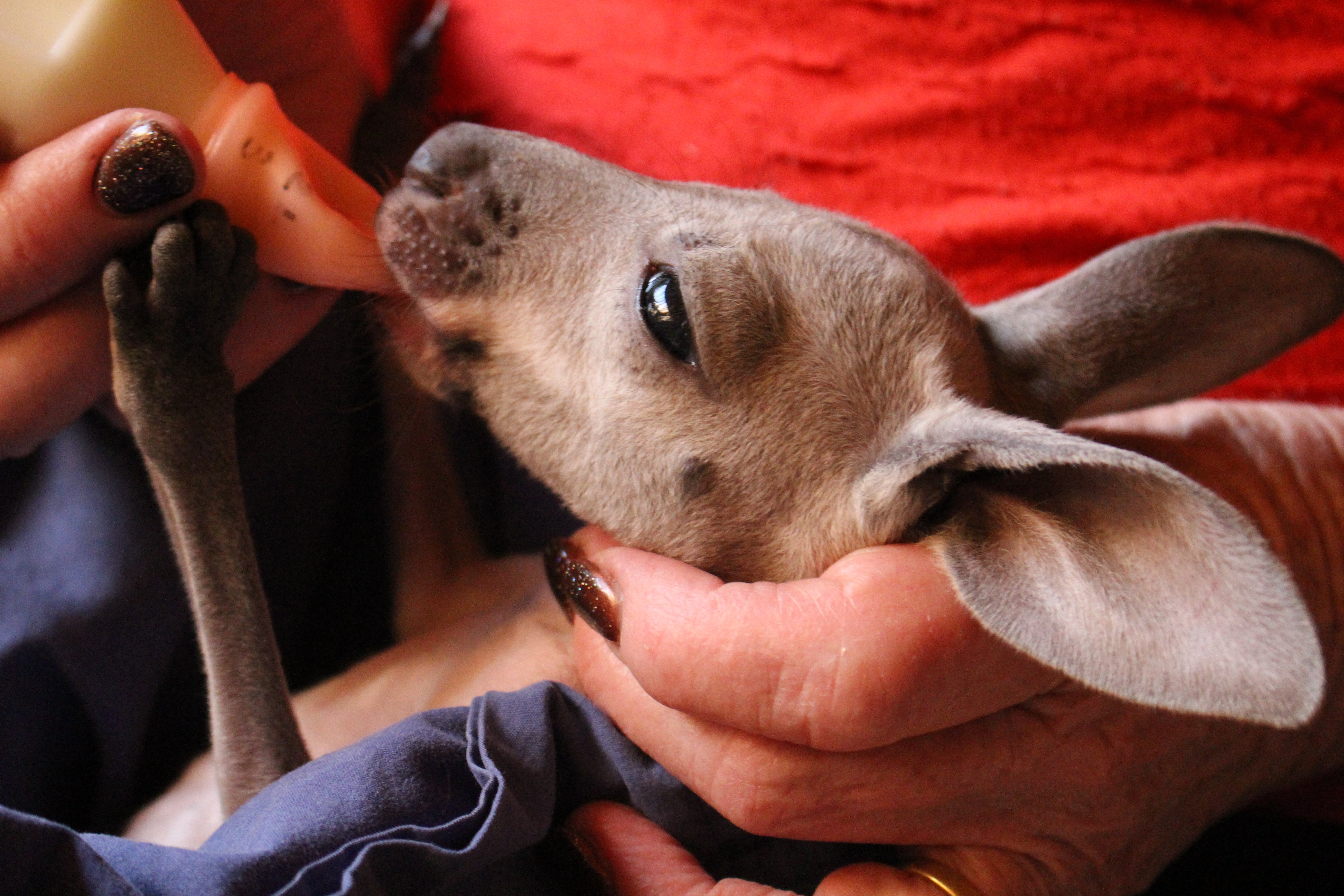 Kangaroo joey being fed Di-Vetelact Original Milk Supplement