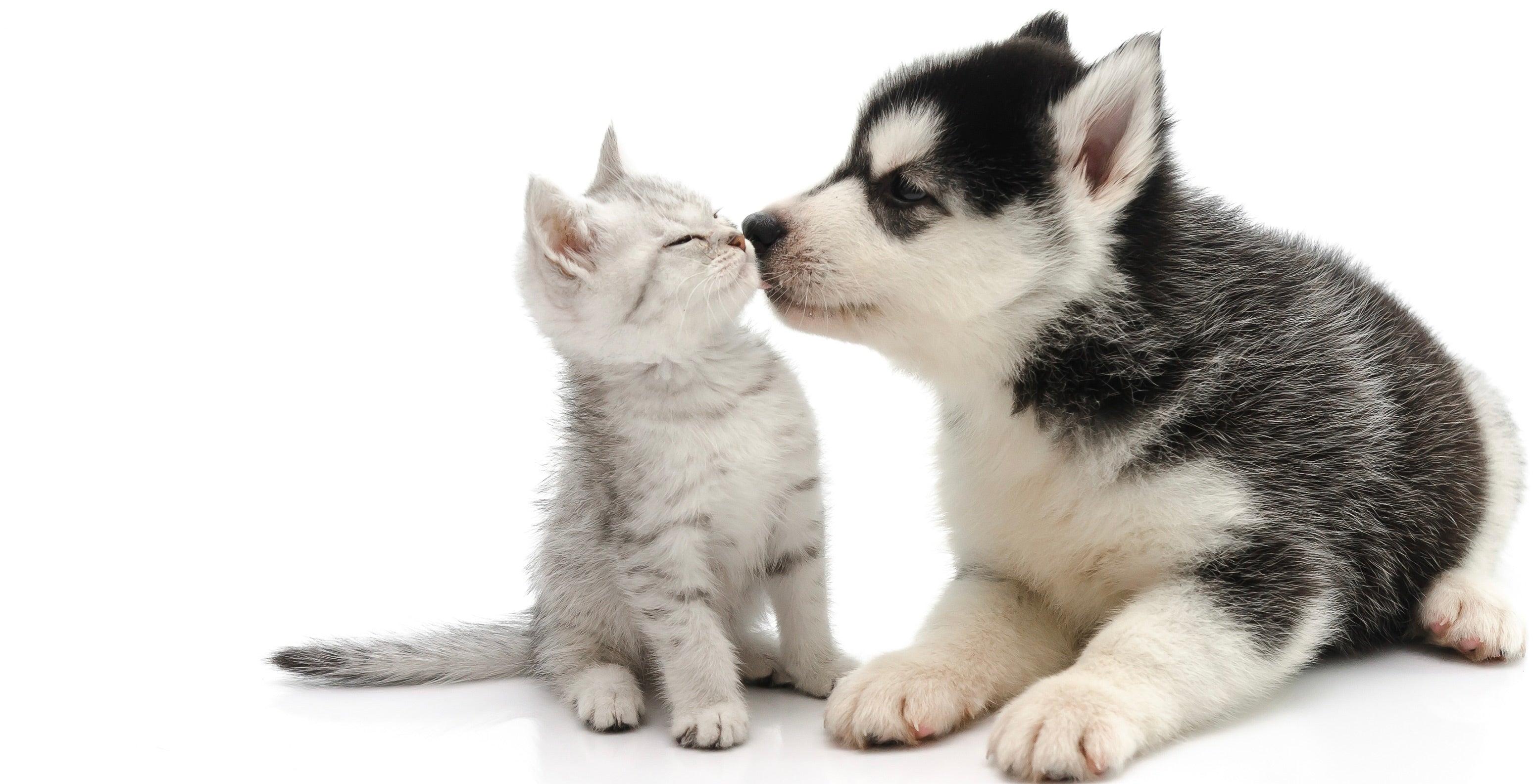 Puppy and kitten licking each other