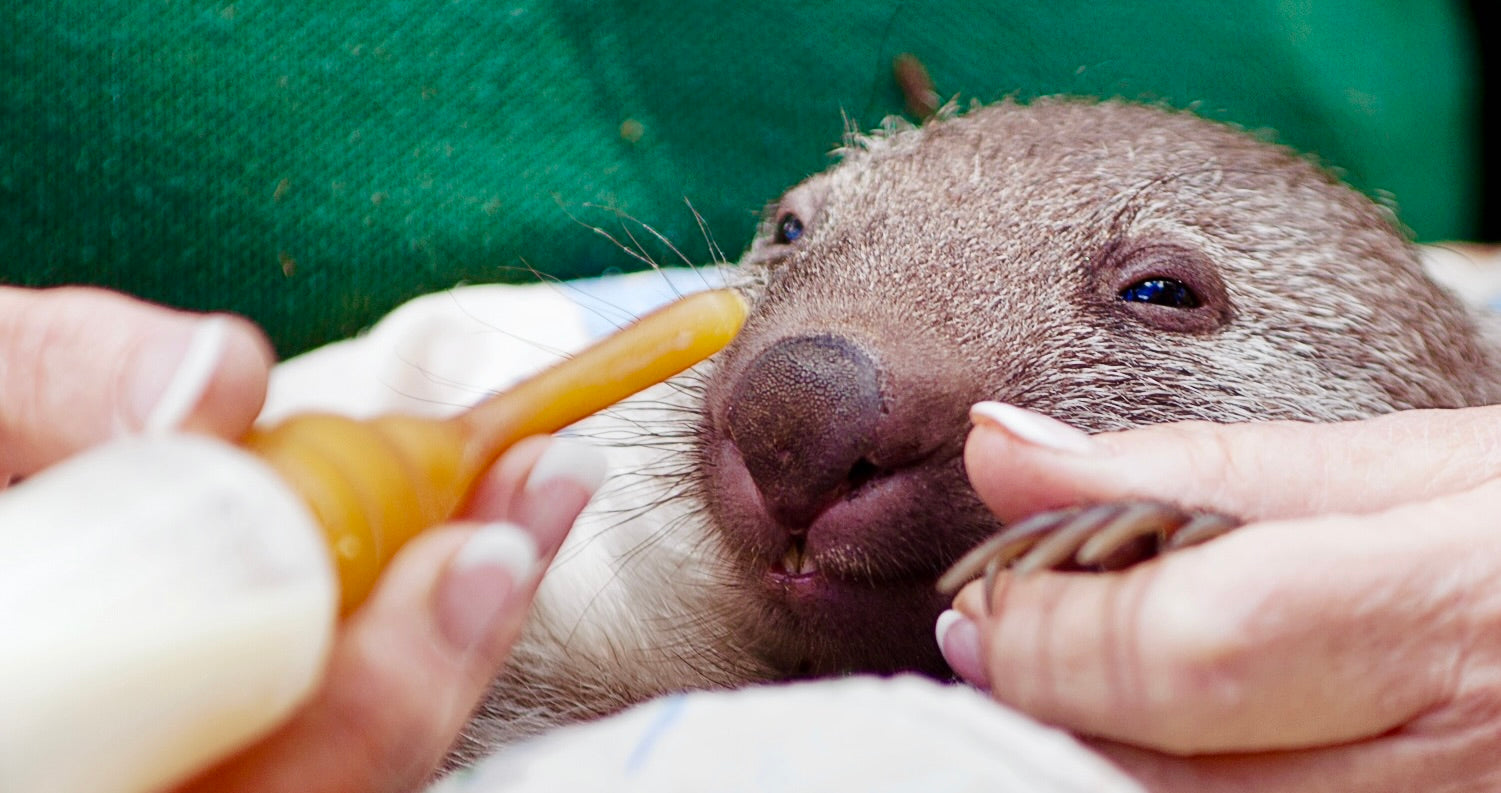 Wombat being fed Di-Vetelact Original Milk Supplement