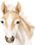 Illustrated horse profile