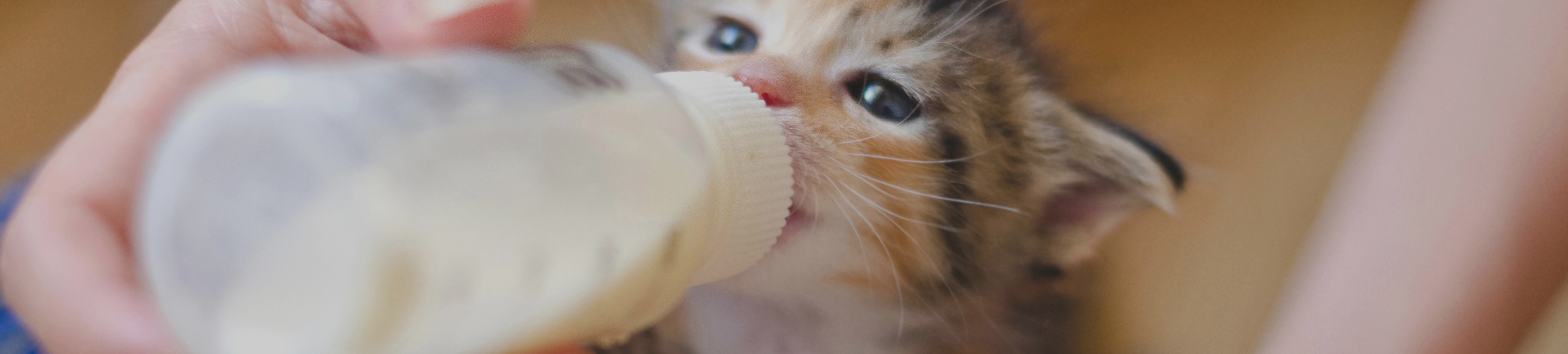 Kitten feeding with Di-Vetelact formula banner.