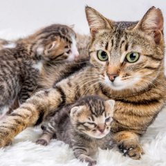 MATERNAL HEALTH 