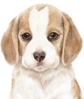 Illustrated dog profile