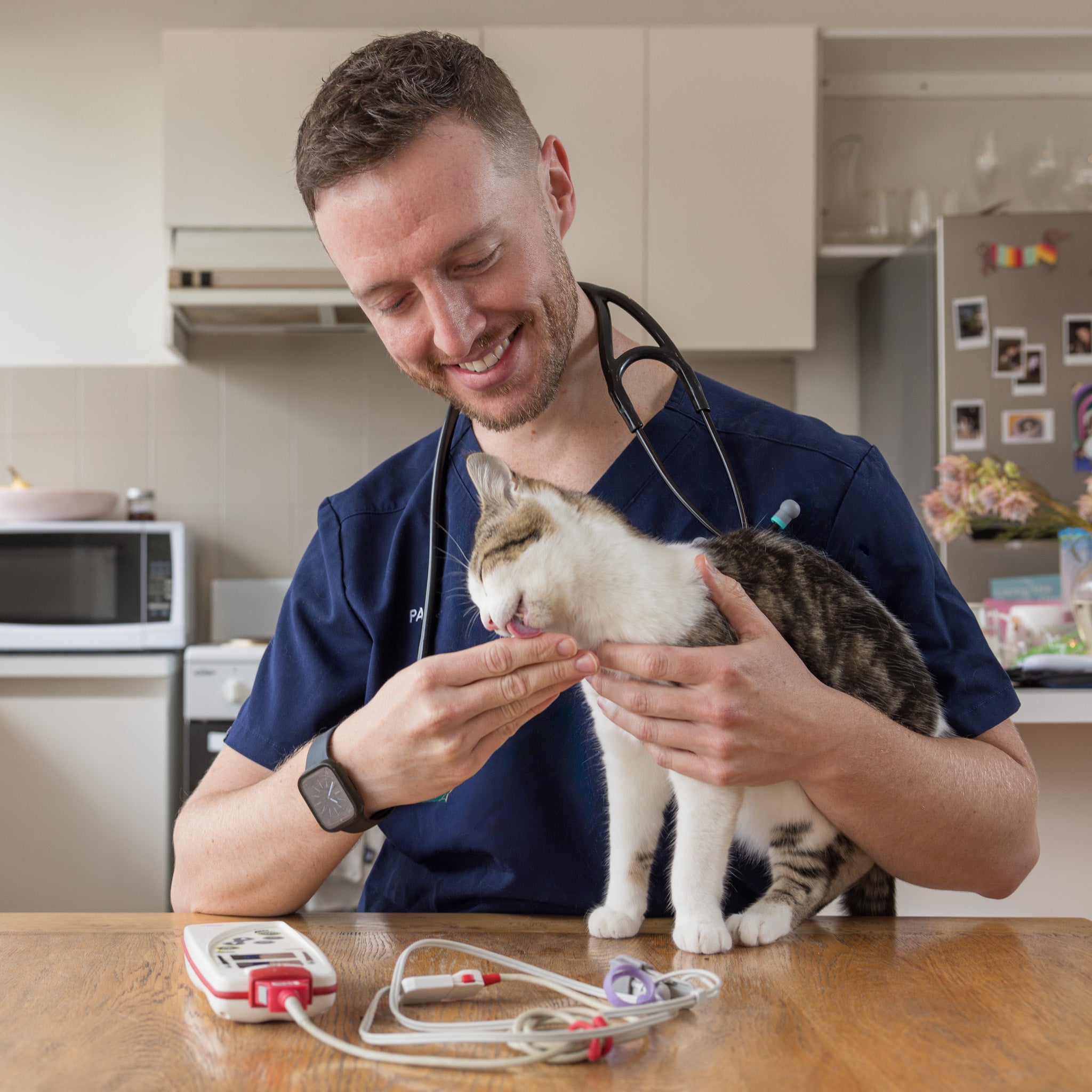 Veterinarian examining a cat in a kitchen setting