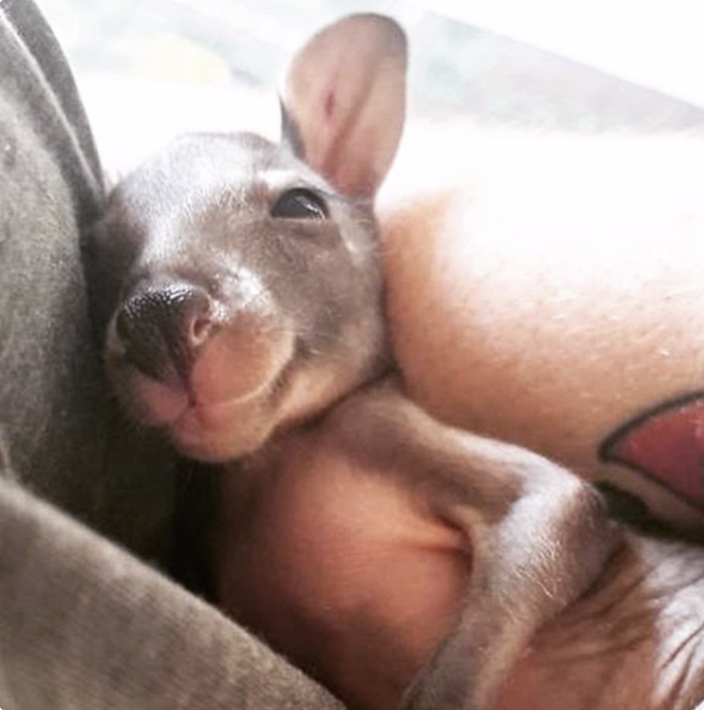 Baby joey being held