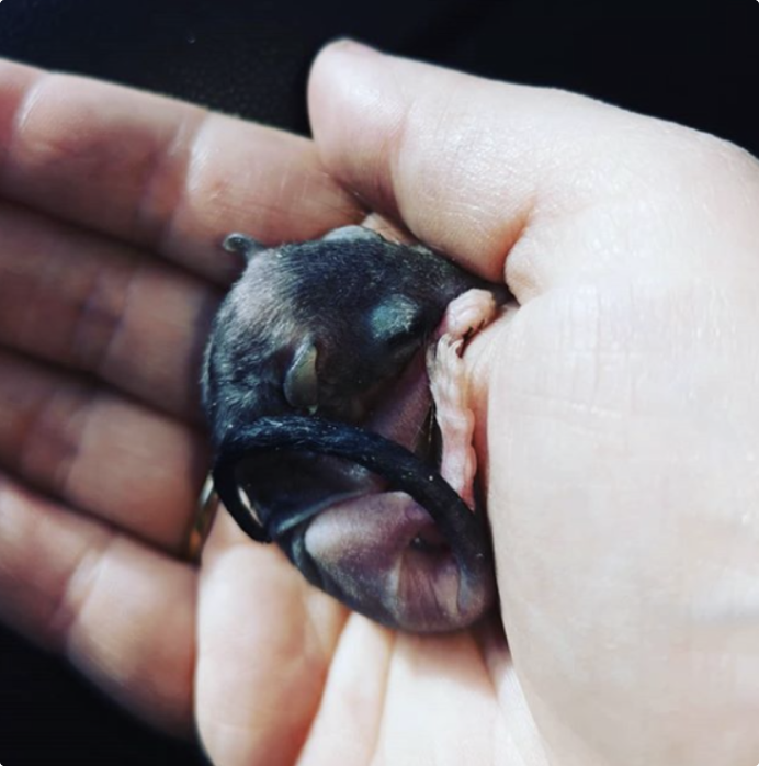 Baby Mouse being held