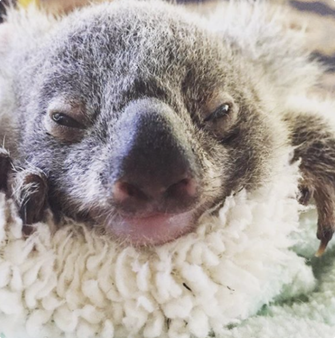 Happy sleepy koala
