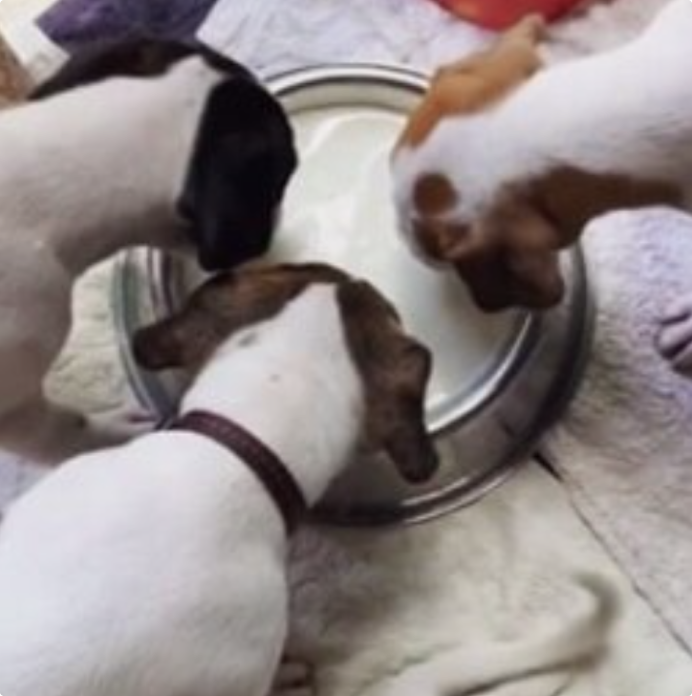 Puppies drinking Di-Veletact Original formula from a feeding bowl