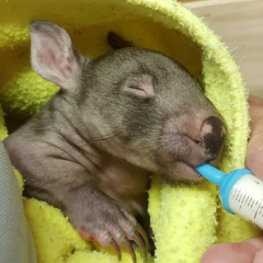 WILDLIFE RESCUE
