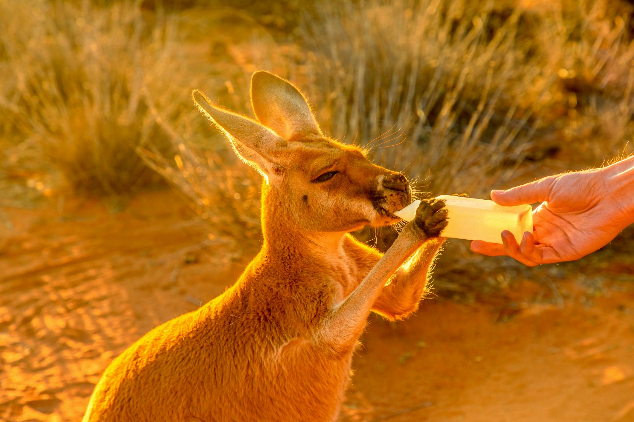 Kangaroo joey being fed Di-Vetelact Original Milk Supplement