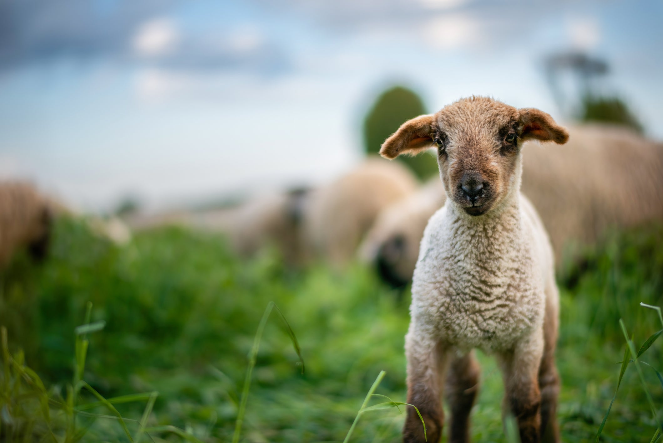 Sheep lamb in a field
