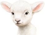 Illustrated lamb profile