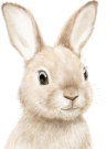 Illustrated bunny profile